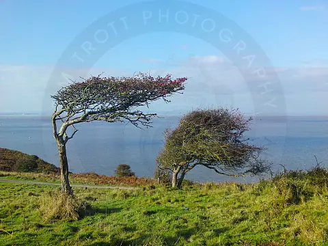 Windswept Trees on Brean Down