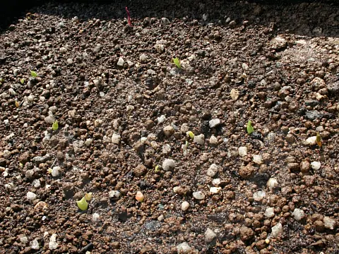 Growing Cacti from Seed