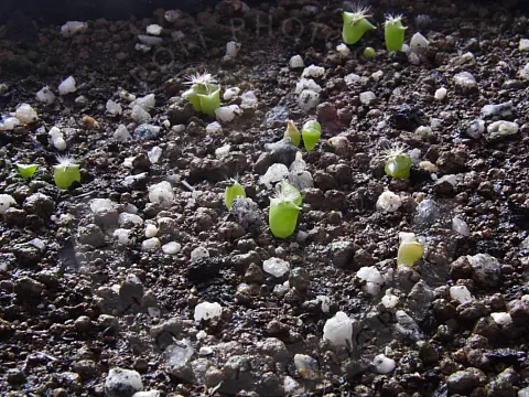 Growing Cacti from Seed