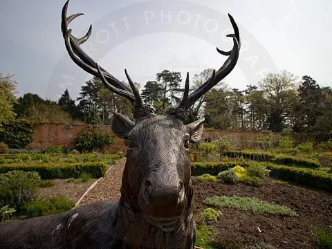 Ramsey the Stag at Spetchley Park
