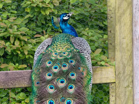 Peacock in Spetchley Park 