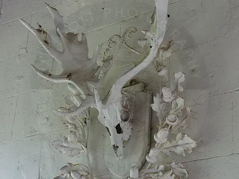 Stag skull and horn in entrance way